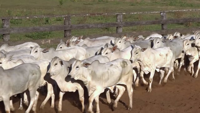 Lote 37