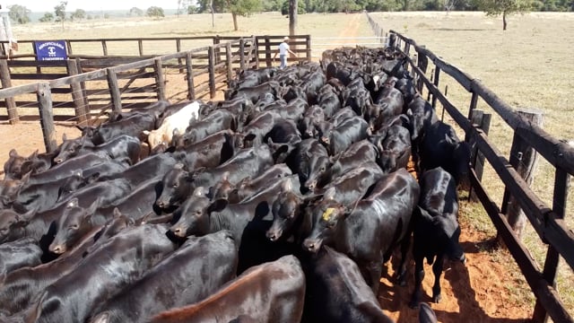 Lote 47
