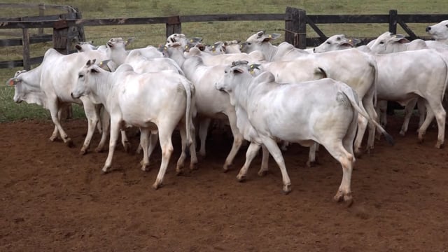 Lote 51
