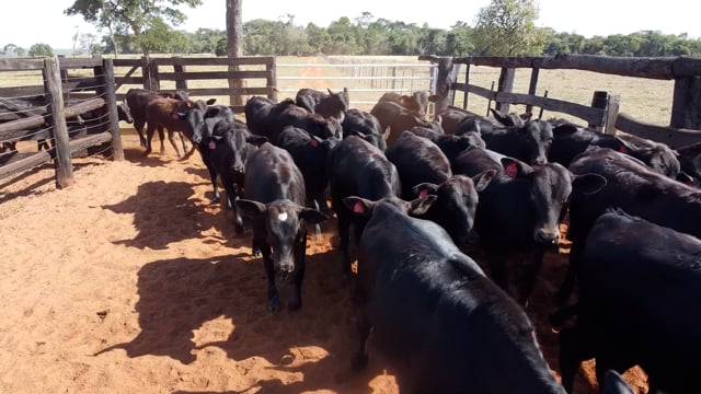 Lote 48