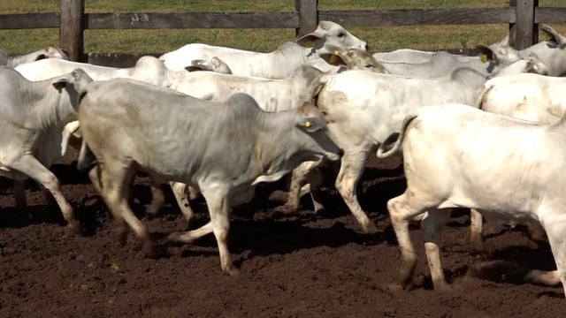 Lote 52