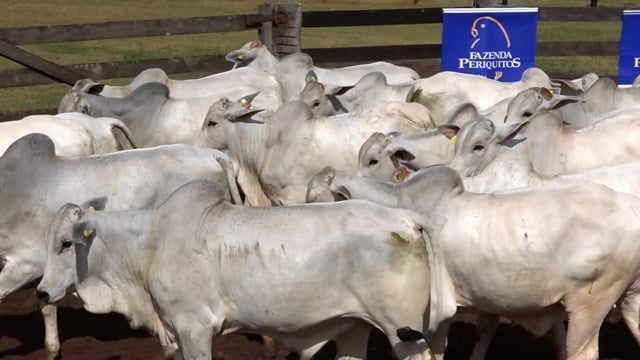Lote 53
