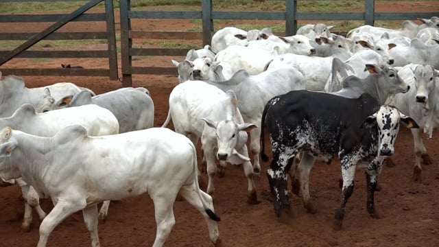 Lote 61