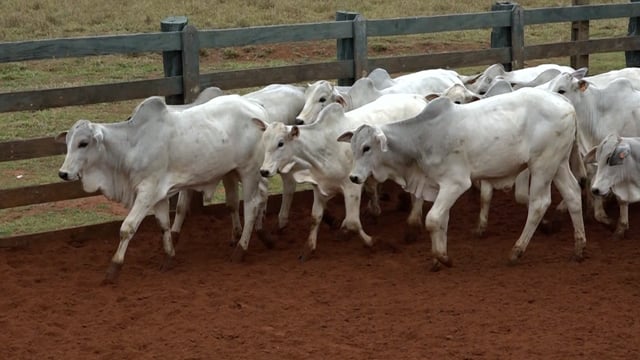 Lote 62