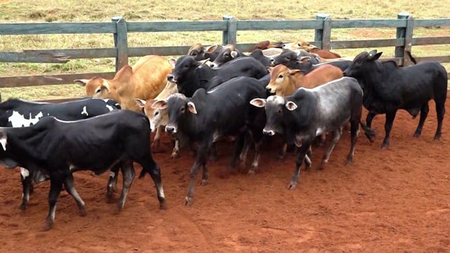 Lote 63