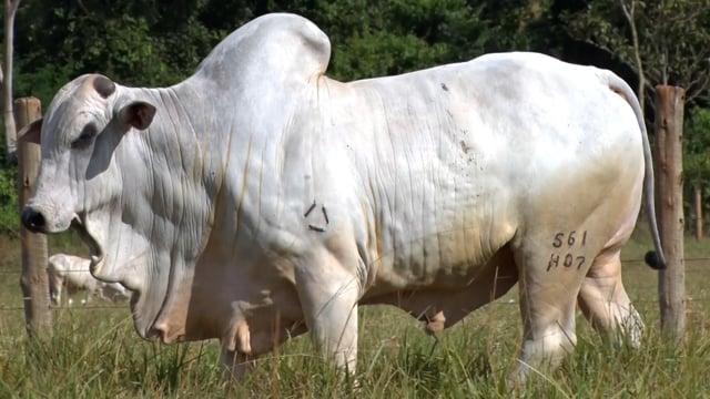 Lote 04
