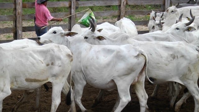 Lote 03
