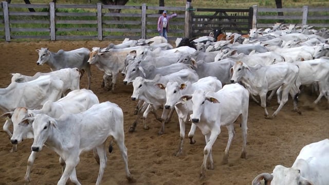 Lote 09