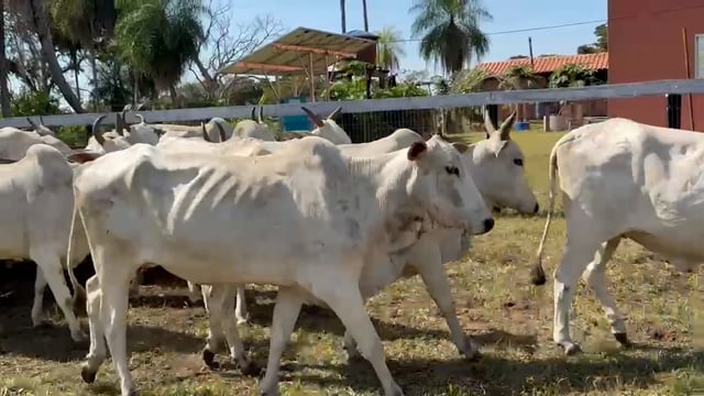 Lote 22P