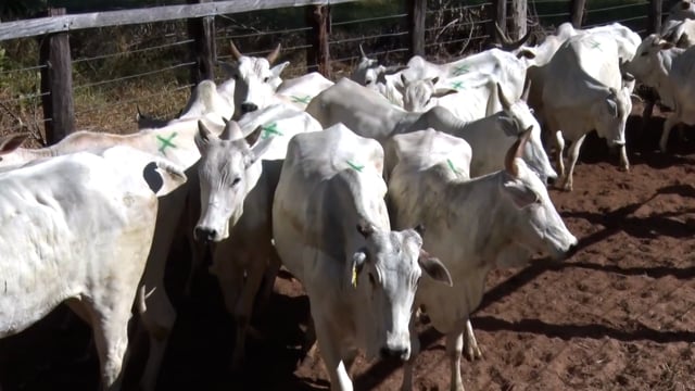 Lote C08A