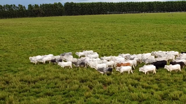 Lote 54