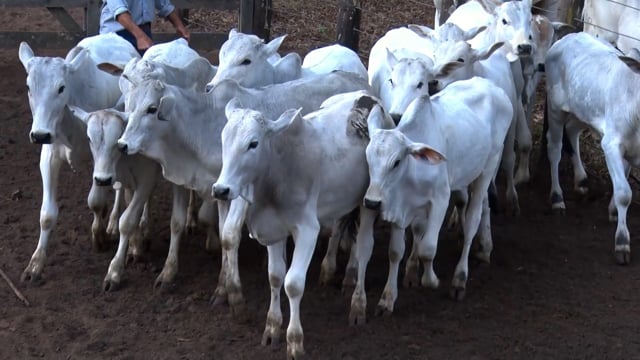 Lote C06