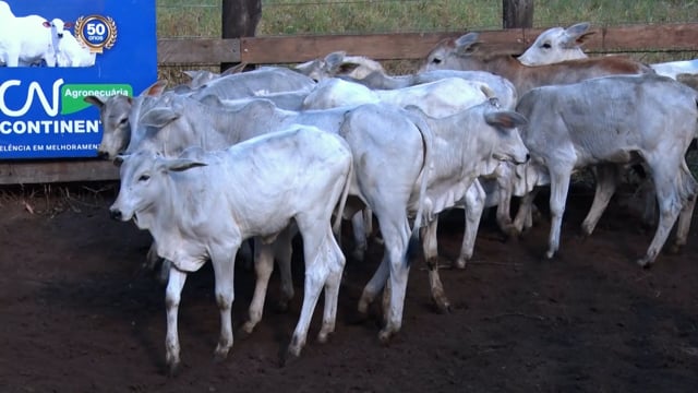 Lote C07A