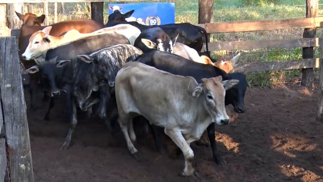 Lote C12