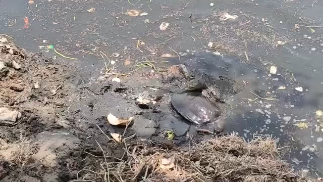 कछुआ तालाब संरक्षण हमारी विरासत बचाने का संकल्प : डीएम

शाहजहांपुर में कछुआ तालाब के संरक्षण को लेकर जिलाधिकारी धर्मेन्द्र प्रताप सिंह ने कहा कि यह केवल एक जलाशय को बचाने का प्रयास नहीं है, बल्कि हमारी प्राकृतिक विरासत, जैव विविधता और सांस्कृतिक पहचान को संरक्षित करने का संकल्प है। उन्होंने तालाबों के संरक्षण को पर्यावरण संतुलन और आने वाली पीढ़ियों के लिए आवश्यक बताते हुए जनसहभागिता पर जोर दिया।