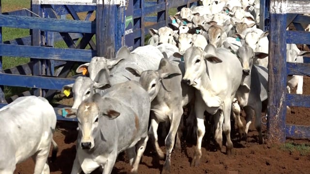 Lote 01