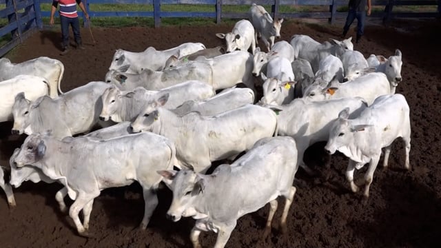 Lote 04