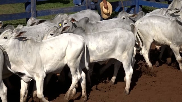 Lote 02