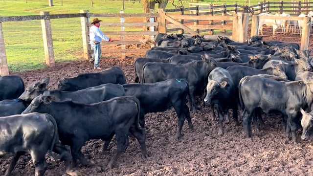 Lote 25