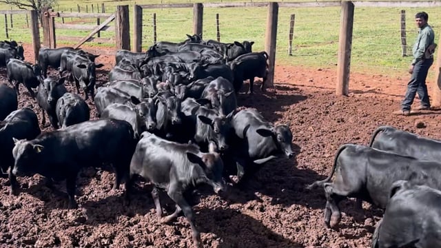Lote 24