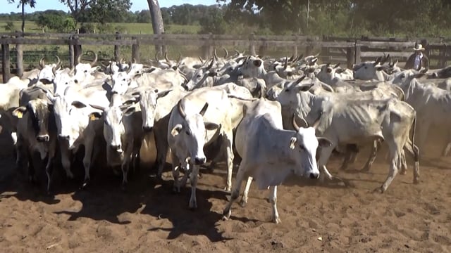 Lote 21P