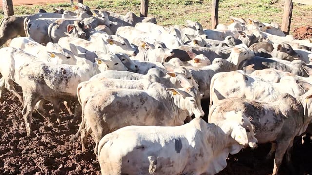 Lote B06