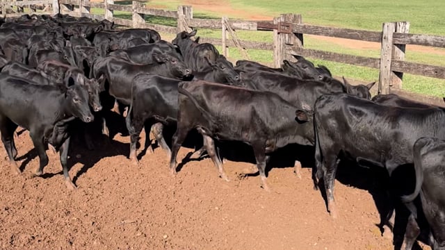 Lote 39