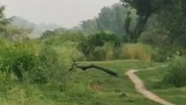 तिरहुत नहर के तटबंध पर प्रकृति का जश्न, मोरों का मनमोहक नृत्य बना चर्चा का विषय