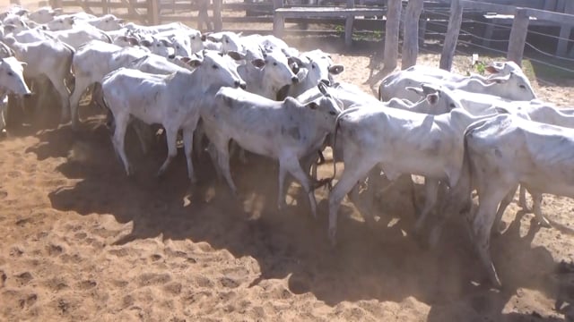 Lote 24P