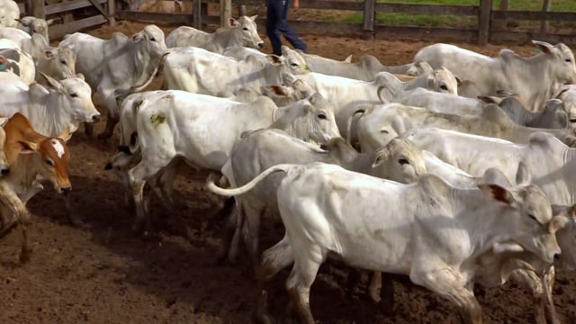 Lote 06
