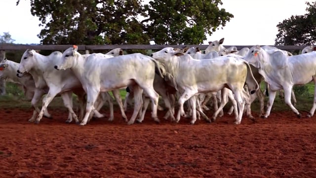 Lote 58