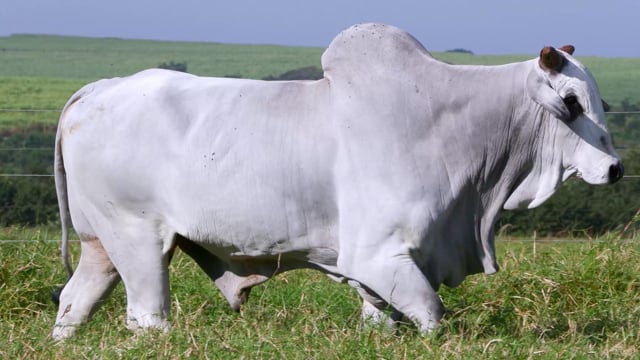 Lote 97