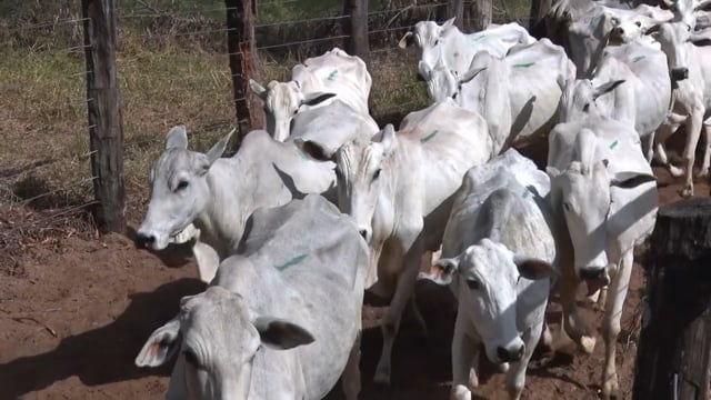 Lote C09