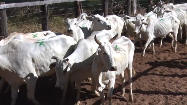 Lote C08A