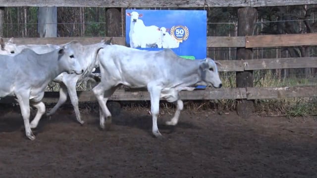 Lote C07A