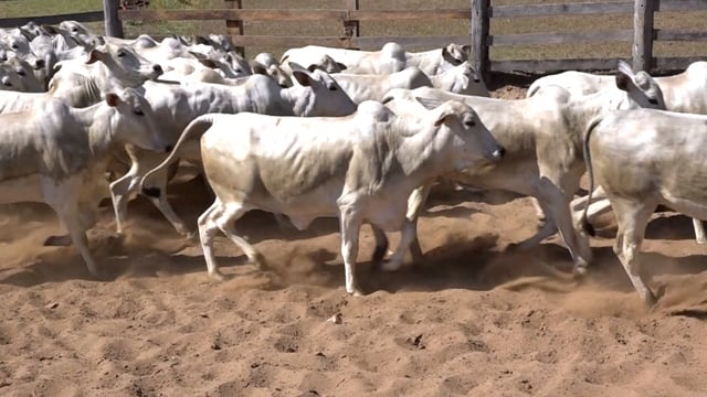 Lote 01