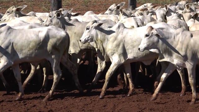 Lote 02