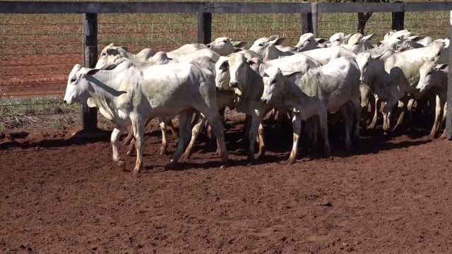 Lote 03