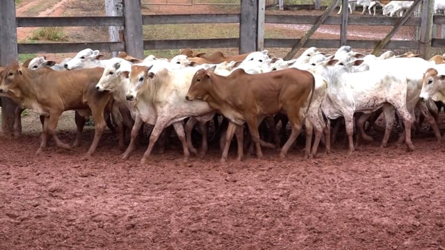 Lote 07