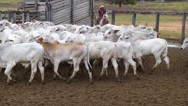 Lote 23