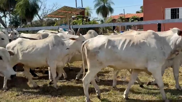 Lote 22P