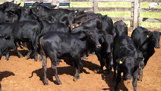 Lote 24