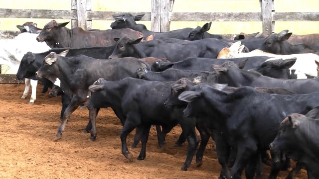 Lote 28
