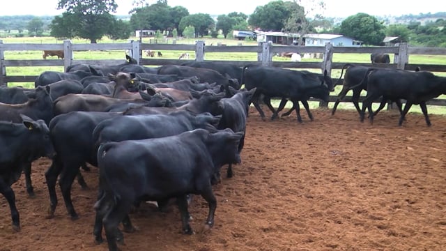 Lote 29