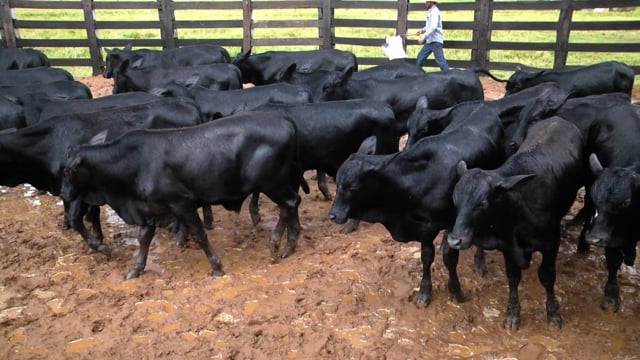 Lote 30