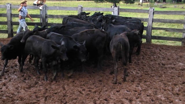 Lote 31