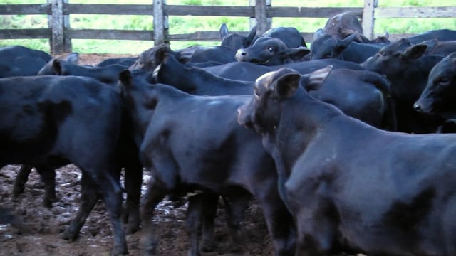 Lote 32