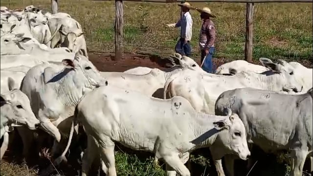 Lote 04A