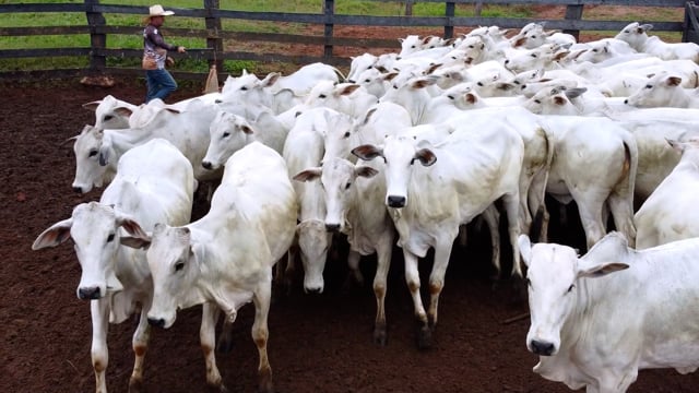 Lote 04G
