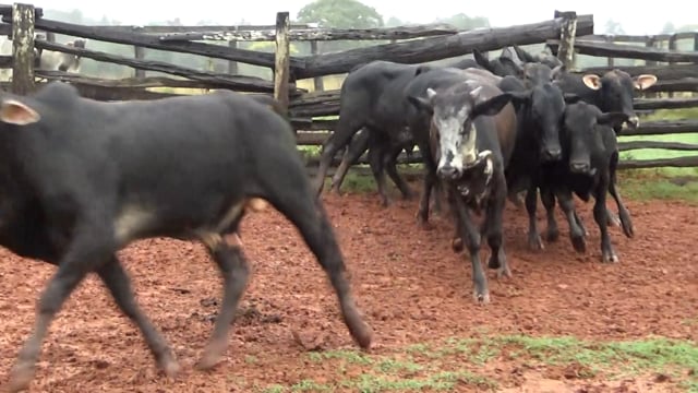 Lote 42